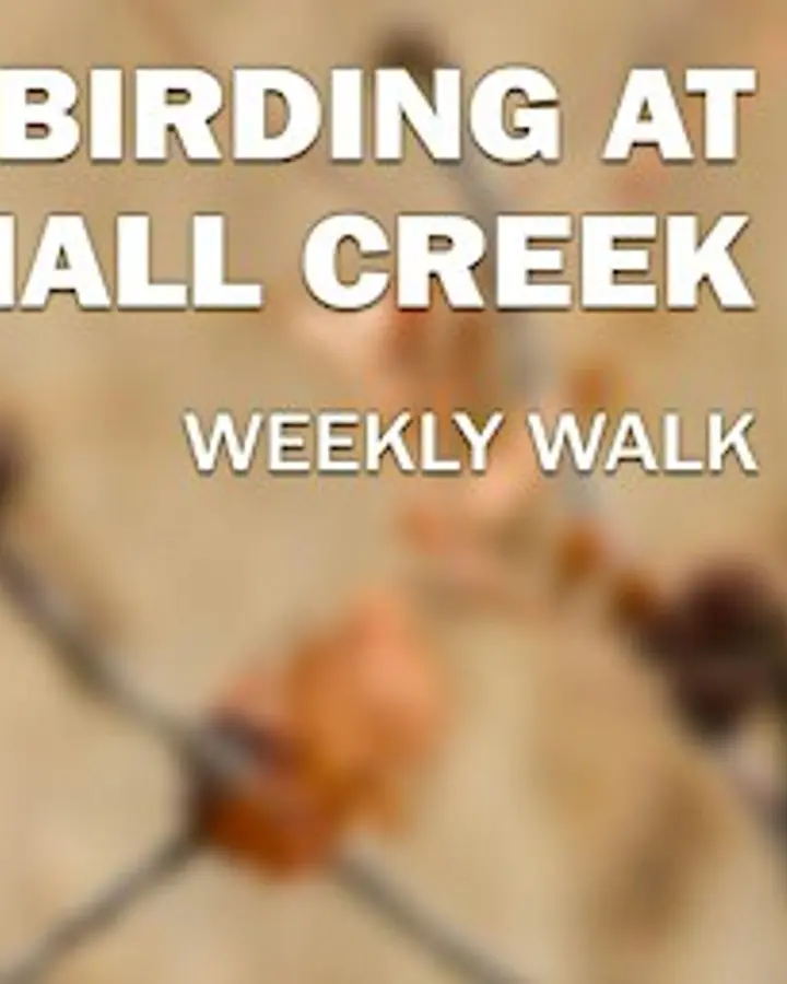 Above Par Birding at Cox Hall Creek