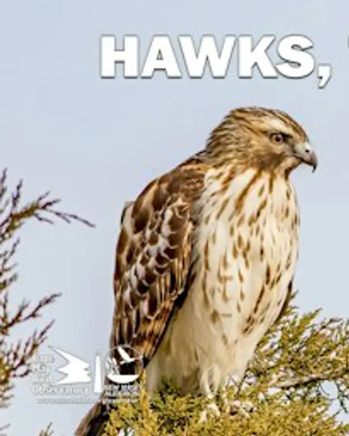 Hawks, Trails and Beach