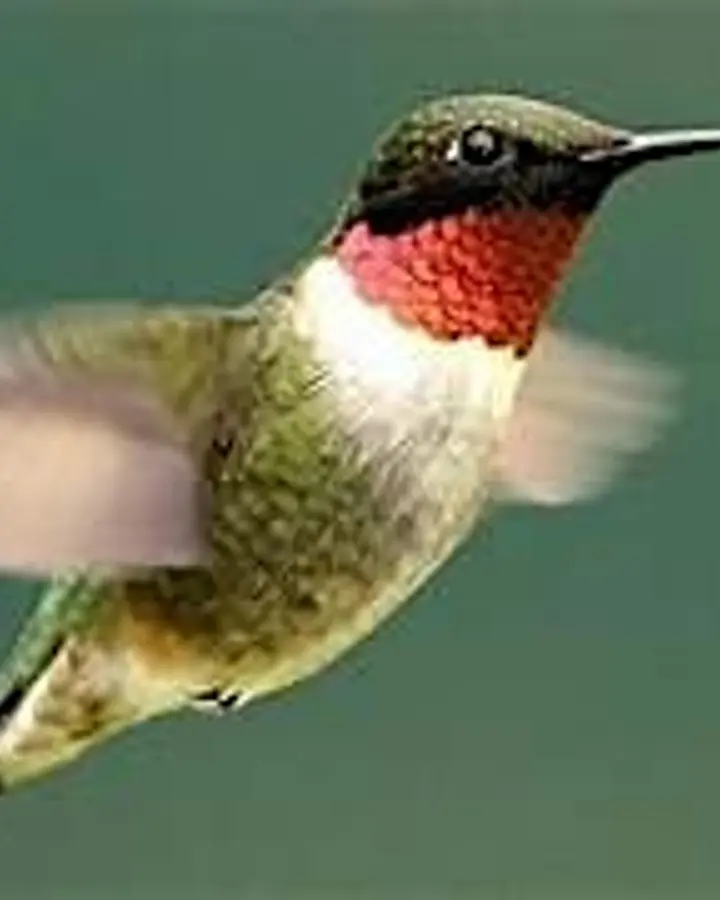 Hummingbird Magic: Create a Garden They’ll Love  with Ryan Revel