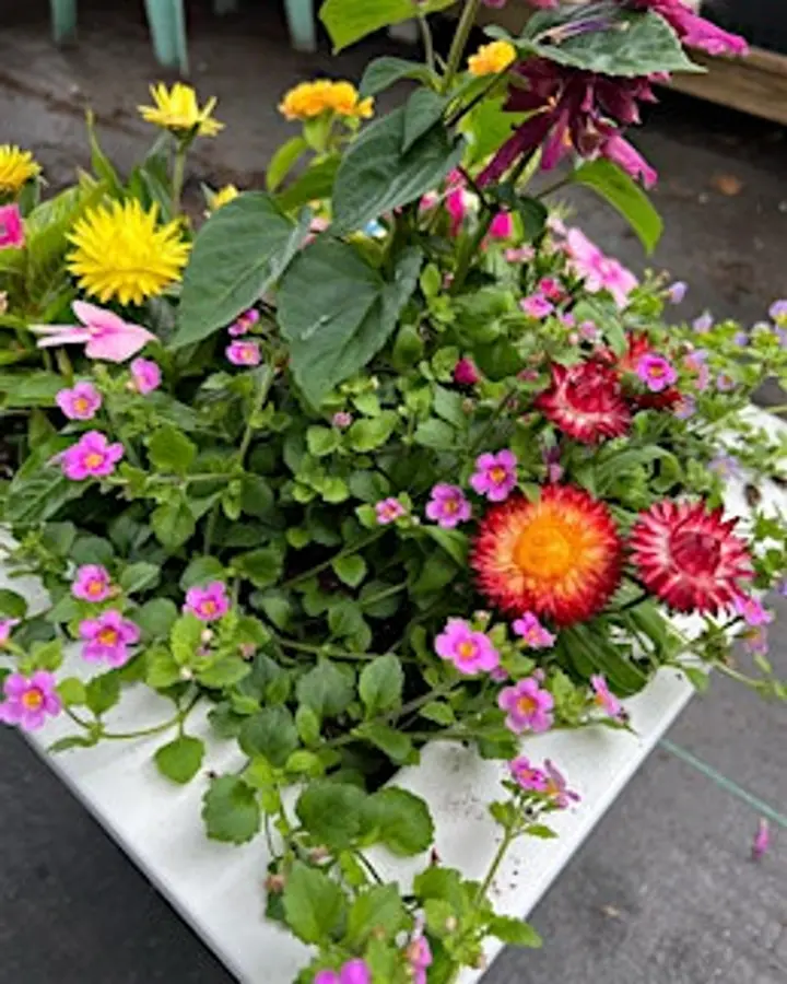 Pots of Possibilities – Get Ready for the Heat
