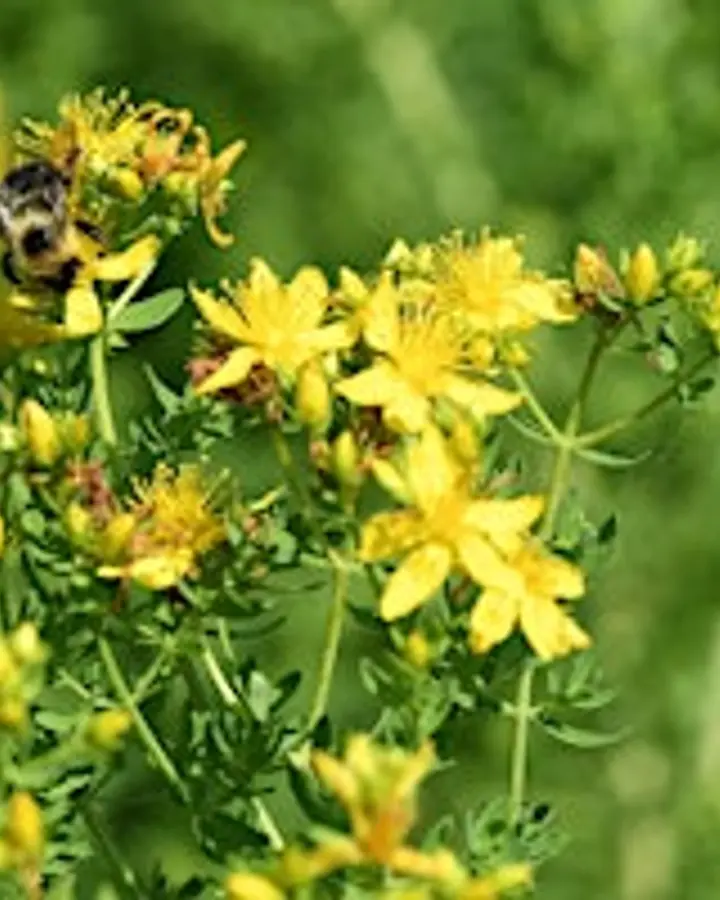 Share the Herb Garden