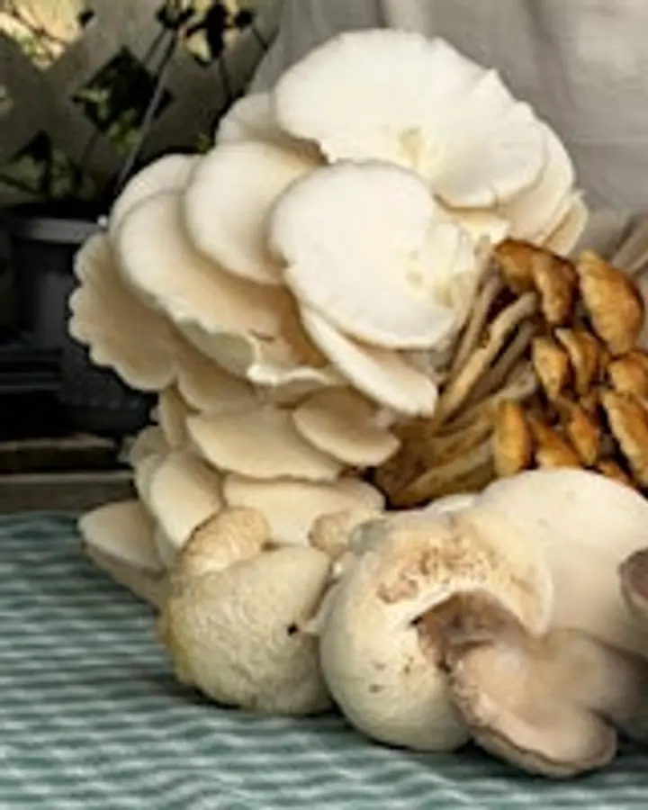 Mangia! Mushrooms with an Italian Twist