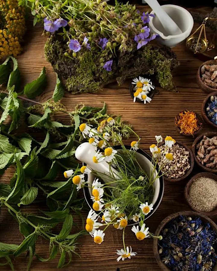 Herbs with Health in Mind