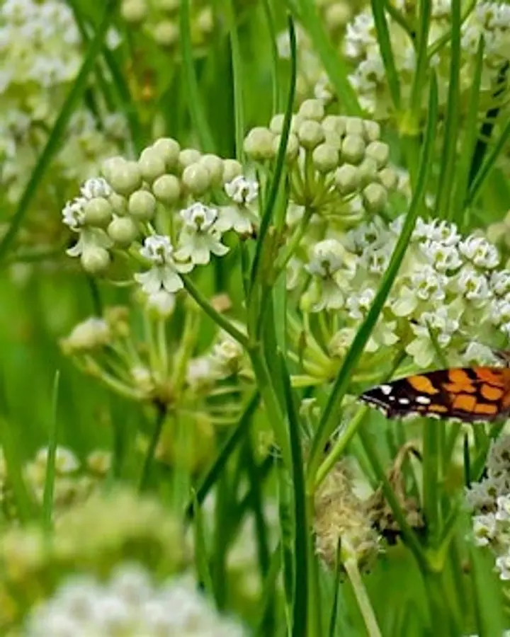 Planting for Pollinators: Creating Buzz-Worthy Gardens