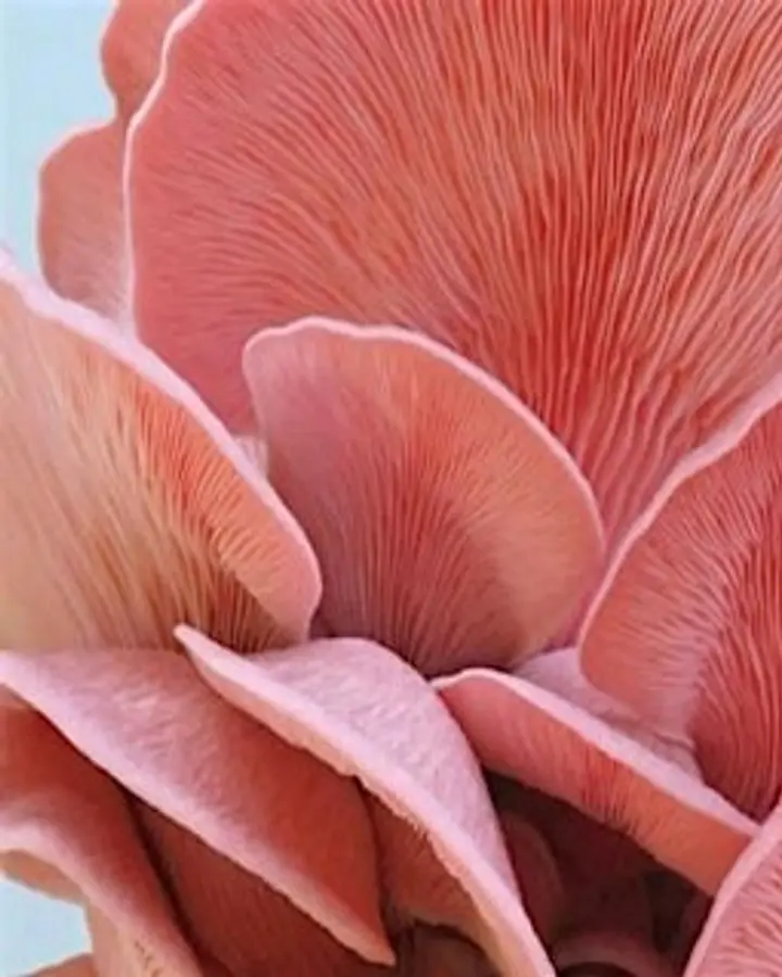 From Farm to Frying Pan: The Magic of Mushrooms