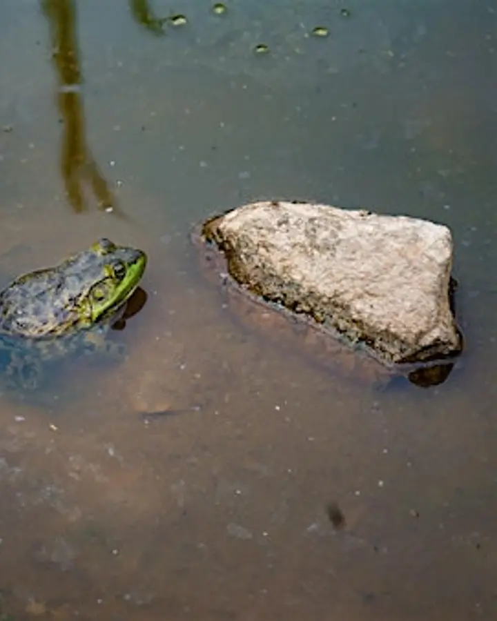 Kids' Day: Backyard Critters at the Inland Bays Garden Center