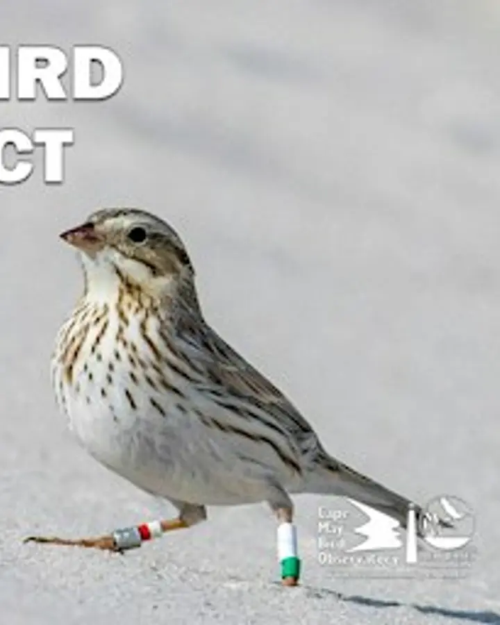 Cape May Songbird Stopover Project: Banding Demo