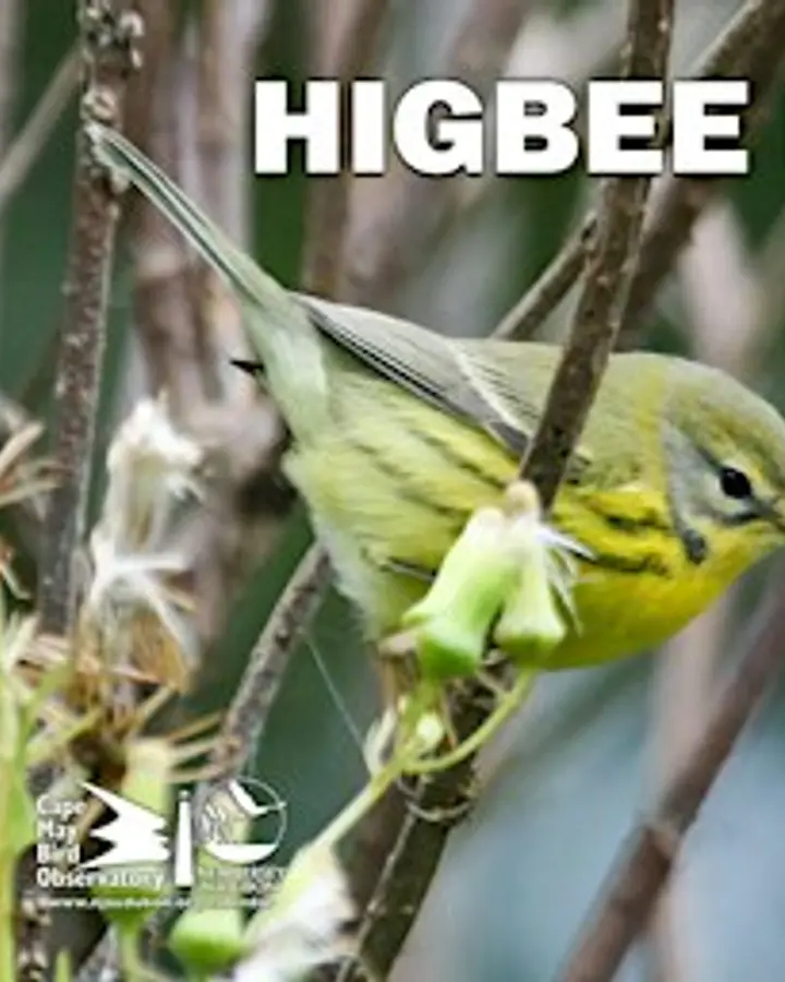 Higbee Beach Birding