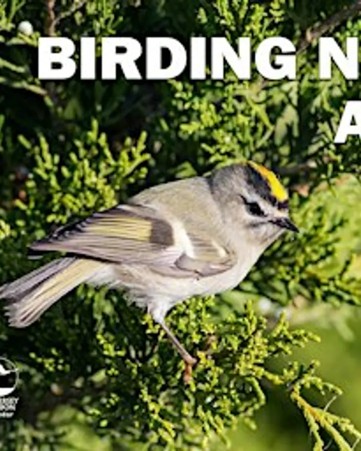 Birding Northwood and Beyond