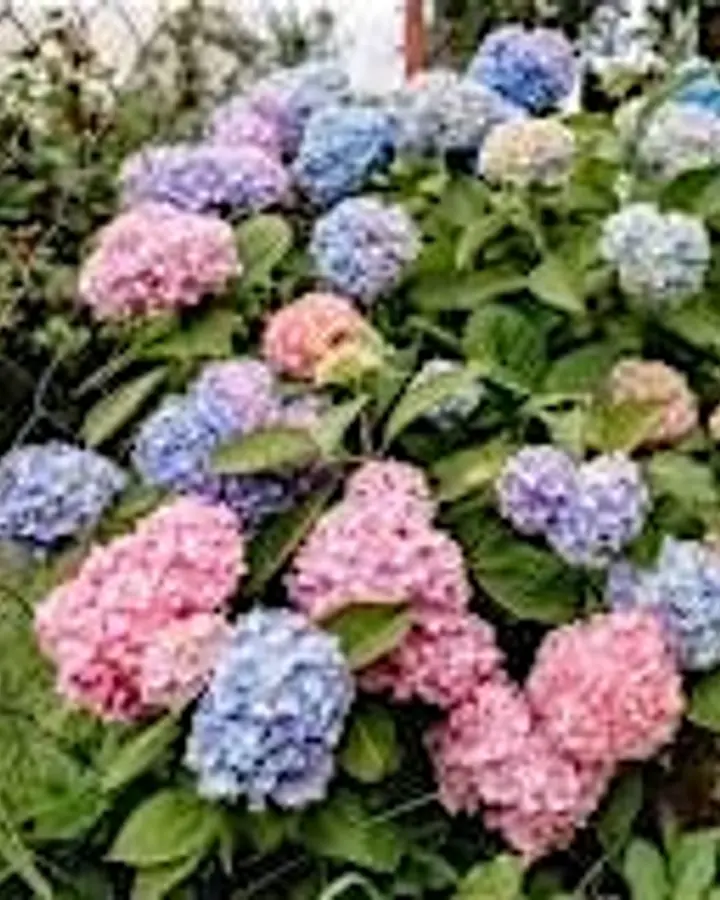 Hydrangeas: Growing, Pruning & Loving Delaware’s Favorite Blooms