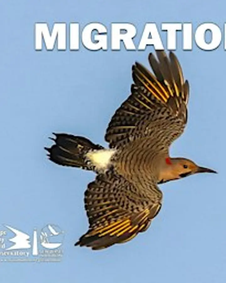 Migration at the Point