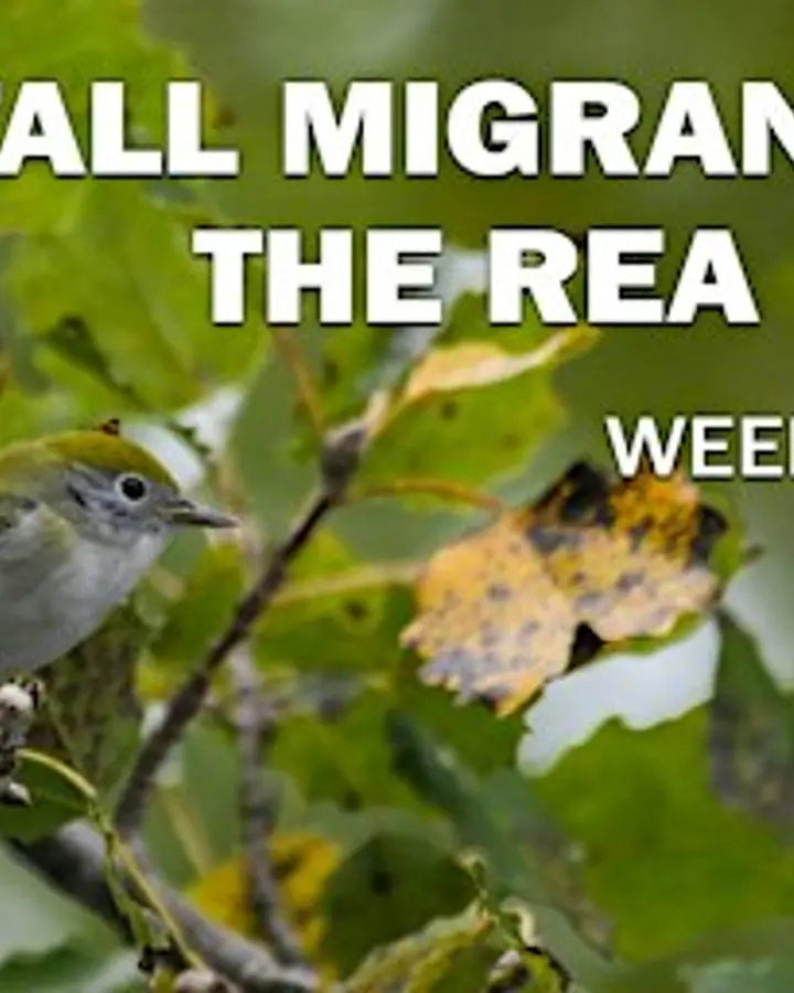 Fall Migrants at the Rea Farm